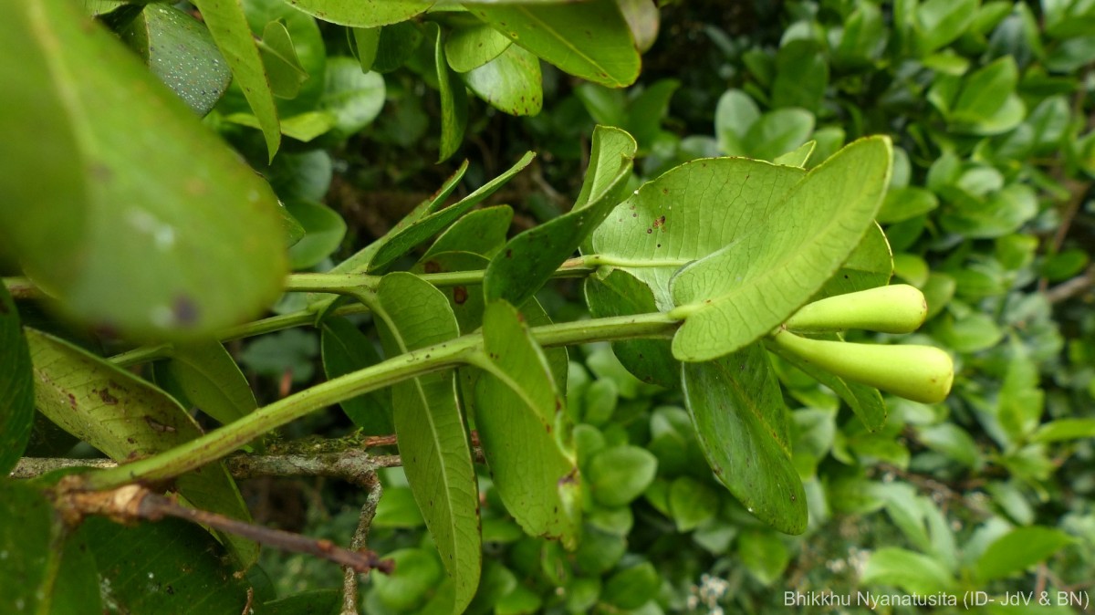 Syzygium fergusonii (Trimen) Gamble